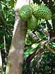 Annona muricata (Soursop) - tree with fruits.jpg