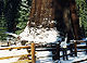 General sherman sequoia.jpg