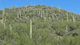 Saguaro forest 2.jpg