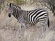 Zebra Kruger.jpg