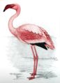 Flamingo00.jpg