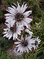 Berkheya purpurea1a.UME.jpg