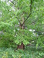 Dawn Redwood Metasequoia glyptostroboides Tree 2448px.jpg