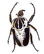 Escarabajo Goliat