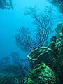 Reef 247.jpg