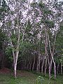 Rubber tree plantation.JPG