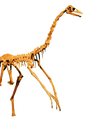 ROM-OrnithomimusEdmontonicus.png