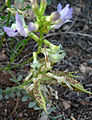 Astragalus beckwithii var purpureus 5.jpg