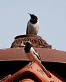 White browed Wagtails- Pair nesting atop at Bhopal I IMG 0740.jpg