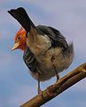 Red Crested Cardinal 1.jpg