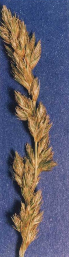 Carexalma.jpg