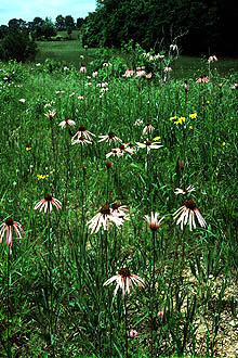 Echinacea.pallida01.jpg