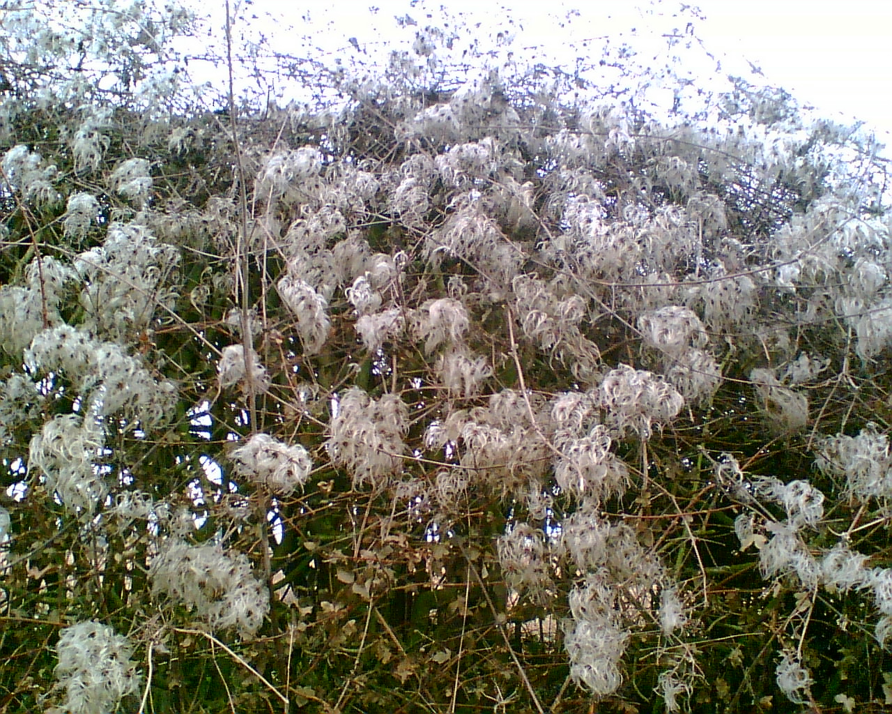 Clematis