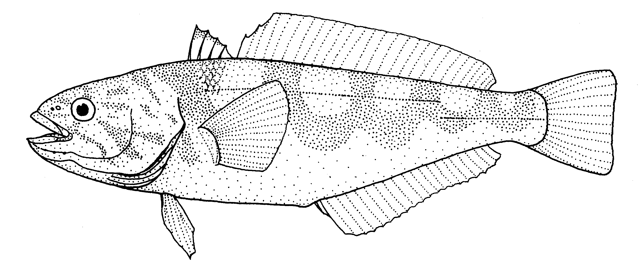 Paranotothenia magellanica (Maori cod).gif