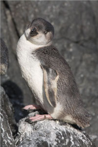 White-flippered Penguin -standing on rocks.jpg